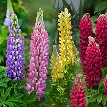 3 Mixed Lupine Perennial Plants. Attracts Hummingbirds And Butterflies. Shipping Now