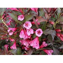 Smartme - Wine & Roses Weigela - Great For Gardening And Home Garden - Ss