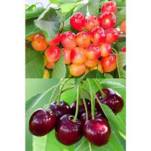 Double-Cherry Twist Bare Root Tree - 2 Variety Of Cherries On1 Tree (3-4ft Tall)