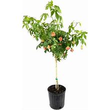 Abutilon Red Tiger Plant - Chinese Lantern - Live Plant In A 10 Inch Pot - Abutilon X Hybridum Red Tiger - Beautiful Flowering Butterfly Attracting Tr