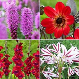 Assorted Butterfly Garden Collection - 42 Count - Longfield Gardens