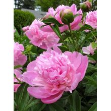 3 Sarah Bernhardt Double Peony Live Perennial Pink Flower Root Bulb Plant