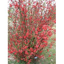 Chaenomeles Speciosa "Spitfire" Flowering Quince Flowering Shrubs/Plants With FREE PRIORITY SHIPPING!