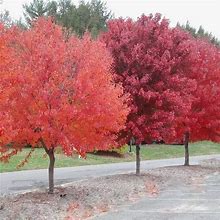 American Red Maple Tree - 4-5 ft. | Plantingtree