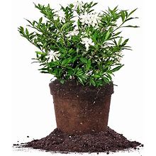 Perfect Plants Frostproof Gardenia Live Plant, 3 Gallon Pot