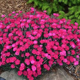 'Paint The Town Magenta' Dianthus