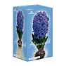 Fragrant Blue Hyacinth Bulb With Forcing Vase - National Plant Network