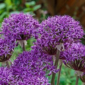 Violet Beauty Allium - 5 Per Package | Purple | White | Mixed | Allium | Zone 4-8 | Fall Planting | Fall-Planted Bulbs