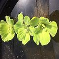 Givhandys Floating Aquatic Pond Plant Water Lettuce (3-Pack)