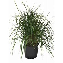 Premier Plant Solutions 10684 Feather Reed Grass (Calamagrostis) Karl Foerster, 3 Gallon