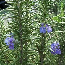 Rosemary - Tuscan Blue 1 Live Plant