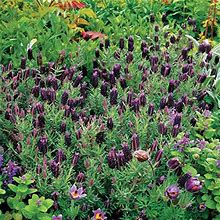 Outsidepride 50 Seeds Perennial Lavender Sancho Panza Herb Garden Seed For Planting