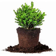 Perfect Plants Wintergreen Boxwood Live Plant, 3 Gallon, Includes Care Guide