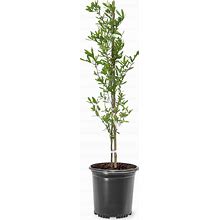 American Plant Exchange Southern Live Oak Tree, 1 Gallon Pot, 1-1.5ft Tall, Outdoor Landscape Garden Plant, Live Plant, Shade Tree, Fast Growing And
