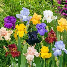 Bold Colours Bearded Iris Mixture - 5 Per Package | Iris Germanica | Zone 4-9 | Fall Planting | Sun Perennials