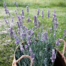 Sensational! Lavender, Lavandula - Plant