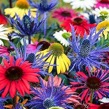 Summertime Illusion Mix | Bag Of 10 Wholesale Bare Roots | Echinacea Mixed Colors | Eryngium Alpinum | Zone 3-9 | Mixed | 24 - 28 Inches | Full Sun