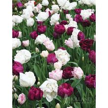 Up & Up Double Tulip Collection | Holland Bulb Farms