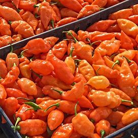 Habanada Sweet Pepper - Packet Of Approx. 15 Seeds