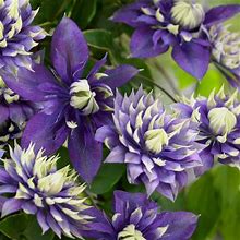 Taiga Clematis Vine Live Bareroot Perennial Plant With Purple And White Flowers (1-Pack)