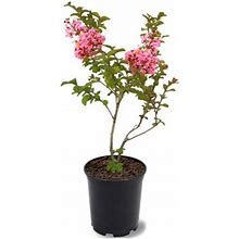 American Plant Exchange Flowering Trees Live Sioux Crape Myrtle, 1-Gallon Pot In Black | 12 H X 6 D In | Wayfair 68D75461fe2820204b855f64042c0404