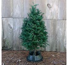 National Plant Network Douglas Fir Real Christmas Tree | LW9033