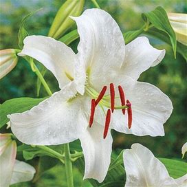 Casablanca Lily - 3 Per Package | White | Lilium Oriental 'Casa Blanca' | Zone 3-8 | Spring Planting | Spring-Planted Bulbs