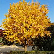 Brighter Blooms - Ginkgo Tree, 3-4 ft. - No Shipping To Az,Or
