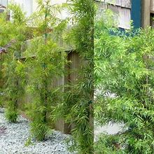 Podocarpus Glacillor Tree, Fern Pine Weeping 2Gal Pot, 1-2ft