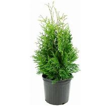 Cottage Farms Direct 2.5 Qt. Arborvitae 'Green Giant' Tree, 1 Pc., Plant With Purpose
