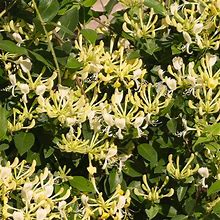 4-Pack (Scentsation' Honeysuckle Vine, 3 Gal- A Gorgeous Evergreen Vine With Snowy White Flowers , Zone 5-8