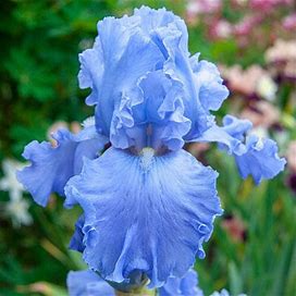 Open Ocean Reblooming Tall Bearded Iris - 1 Per Package | Blue | Iris Germanica 'Open Ocean' | Zone 4-9 | Fall Planting | Sun Perennials