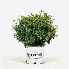 Soft Touch Holly 3 Container