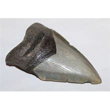 MEGALODON Fossil Giant Shark Tooth Ocean No Repair 4.45" HUGE BEAUTIFUL TOOTH