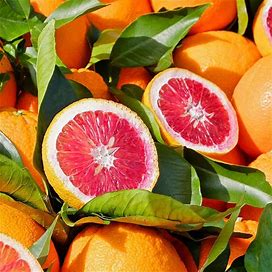 Blood Orange Tree, 2-3 ft Indoor/Outdoor Fruit Tree- Flavorful, 2-3 ft Indoor/Outdoor Fruit Tree- Juicy Oranges, Cold Hardy