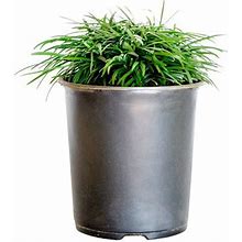 Dwarf Mondo Grass (2.5 Quart) Low-Growing Evergreen Groundcover - Full Sun To Part Sun Live Outdoor Plant
