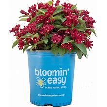Weigela X Date Night Maroon Swoon (Weigela) Shrub, Deep Red Flowers, 3 - Size Container