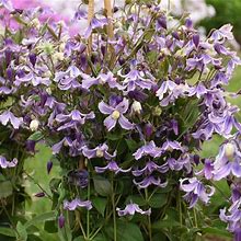 Stand By Me Lavender Clematis (Spring Pre-Order) 1 Pot - Proven Winners