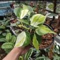 5 Plants Philodendron Gabby Cream Splash Variegated - Ship Dhl Express
