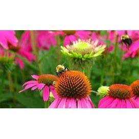 Flower Seed: Bee Attractor Mix Wildflowers Fresh Seed FREE Shipping