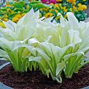 White Feather Hosta - 1 Per Package | Purple | Hosta 'White Feather' | Zone 3-9 | Spring Planting | Shade Perennials