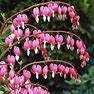 Old-Fashioned Bleeding Heart - 1 Per Package | Pink | White | Dicentra Spectabilis | Zone 4-9 | Spring Planting | Shade Perennials