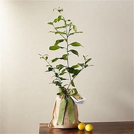 FTD Flower Delivery | Petite Meyer Lemon Tree | |