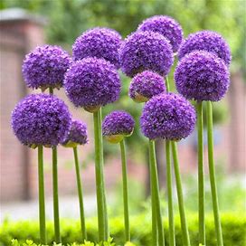 Gladiator Allium - 1 Per Package | Purple | Allium 'Gladiator' | Zone 4-9 | Fall Planting | Fall-Planted Bulbs