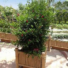 Clearance Fast Growing Trees Shop Indoor & Patio Fruit Miracle Berry Plant 2 Quart(3 Gallon)