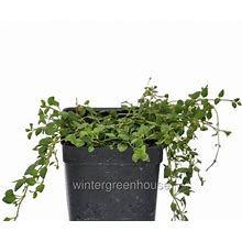 Veronica Oltensis, Creeping Thyme Leaf Speedwell Ground Cover - Pot Size: 3" (2.6X3.5") - Flowering Plants, Ground Cover Plants