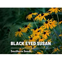 Black-Eyed Susan - 100 Seeds - Heirloom Flower - Bright Yellow Blooms (Rudbeckia Hirta)