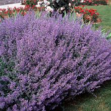 Outsidepride 2000 Seeds Perennial Nepeta Mussinii Catmint Herb Garden Seeds For Planting