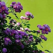 Decor-Land-FS 10Pcs Climbing Rose Vine Flower Seeds Climber Fragrant (Purple)