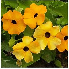 Everwilde Farms Black/Gold - 1 Oz Black Eyed Susan Vine Garden Flower Seeds - Gold Vault Bulk Seed Packet 1Oz